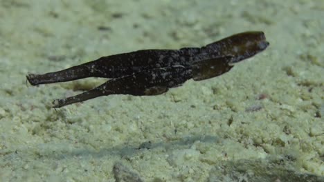 deux syngnathes fantômes robustes rapprochés sur un récif de sable dans la mer rouge