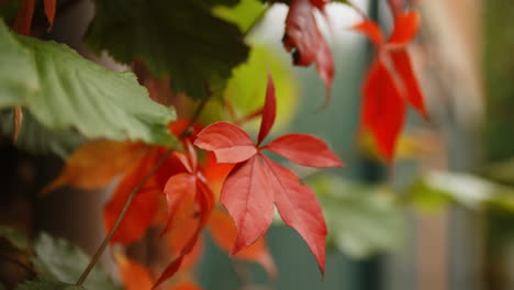 Slow-Motion-Close-Up-Of-Autumn-Leaves