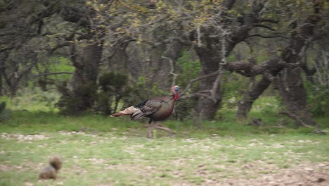 a wild turkey in texas