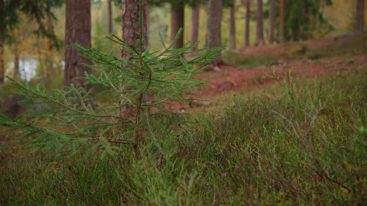 Medium shot of a small pine tree in the woods in Norway