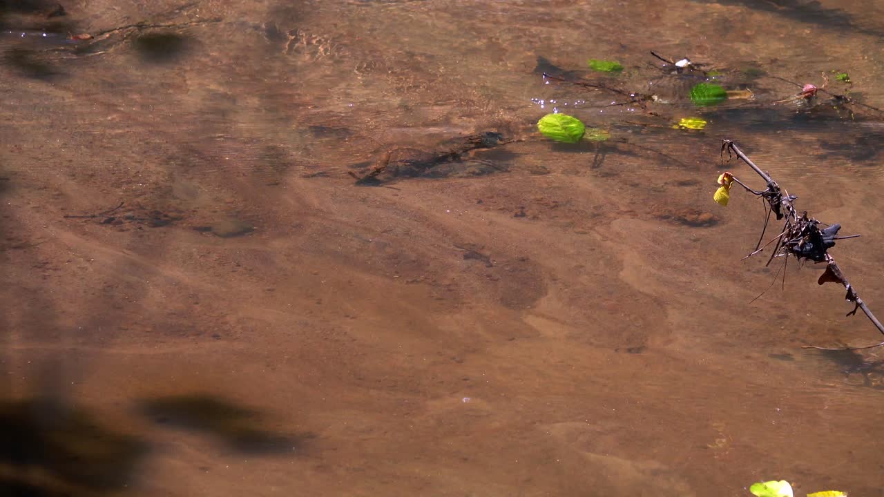 небольшой ручей вдоль природной тропы, протекающий мягко в весенний день.