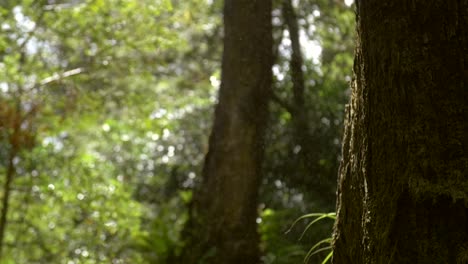 Tire-del-foco-en-la-lluvia-ligera-de-la-selva