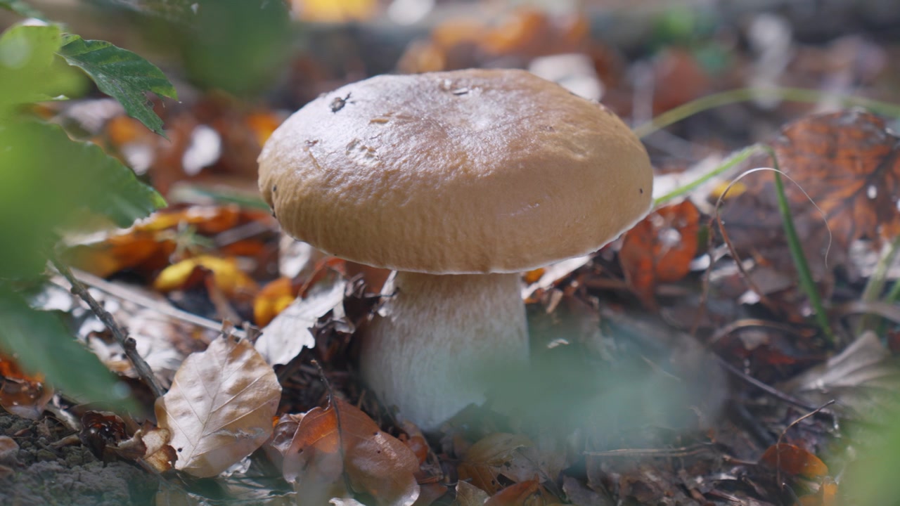 Beautiful macro close-up shot of a large mushroom growing amid colorful autumn leaves on the forest floor, with soft natural light and rich woodland textures.