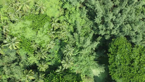 Aerial-view-sort-of-deep-green-jungle-or-forest