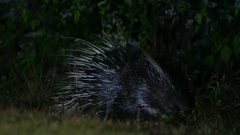 Puercoespín-Malayo,-Hystrix-Brachyura