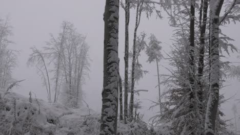 Snowy-forest