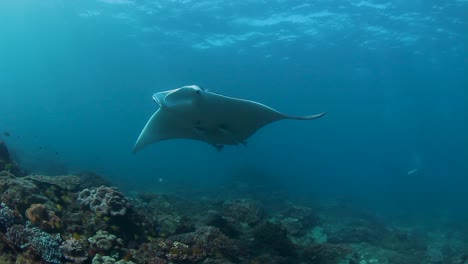 una manta raya jugando en aguas azules sobre un arrecife tropical