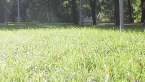 hierba verde en un parque