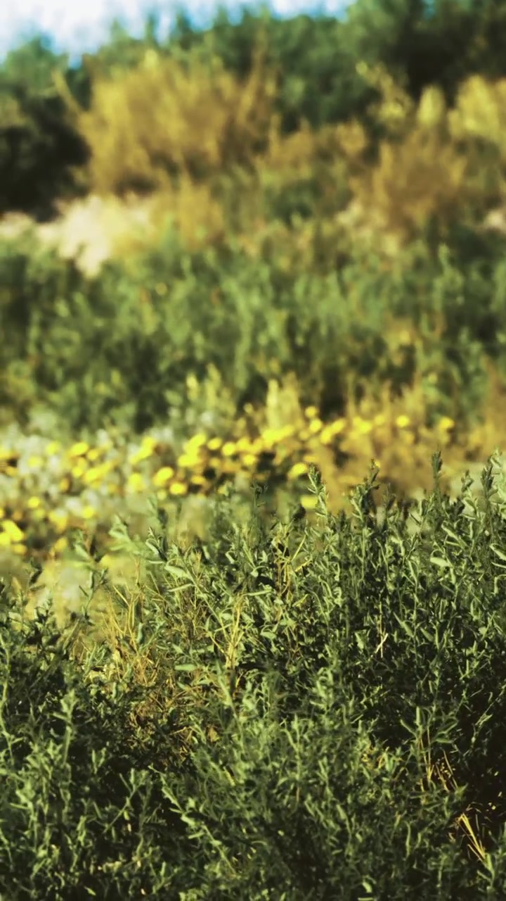 La vegetazione lussureggiante prospera sotto la dolce luce del sole di un pomeriggio tranquillo