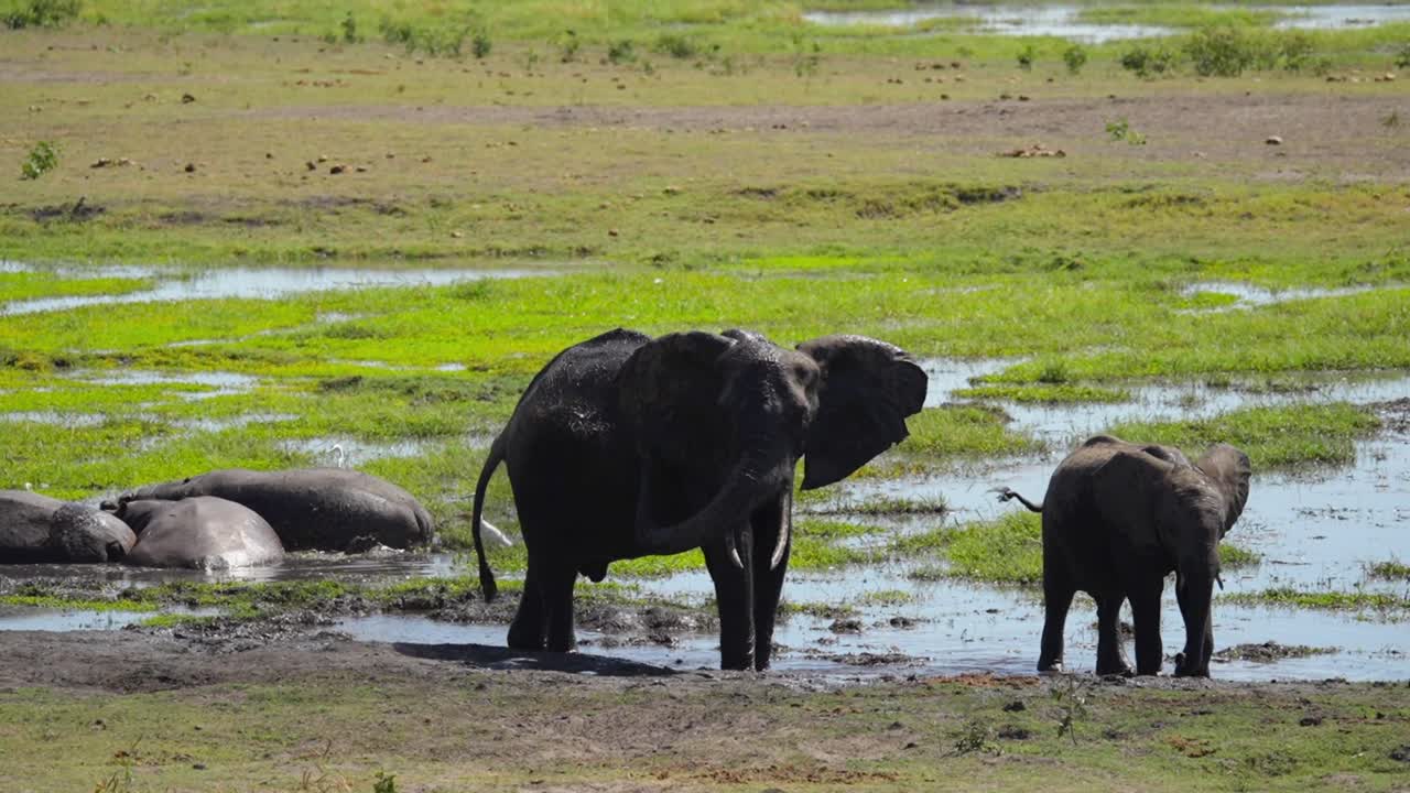 African bush elephants standing and walking through a muddy pool on the Chobe River floodplain, with others lying in the wet grass as they wallow and cool off in Chobe National Park, Botswana
