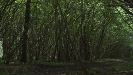 Pista-O-Camino-Rural-A-Través-De-Un-Denso-Bosque-Con-árboles,-Hojas-Y-Ramas-1