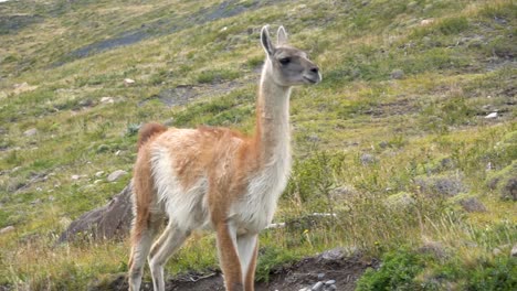 a guanaco walks by in torres del paine national park in chilean patagonia