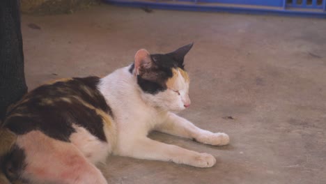 a domesticated cat sleeping or resting on floor in a rural village in india