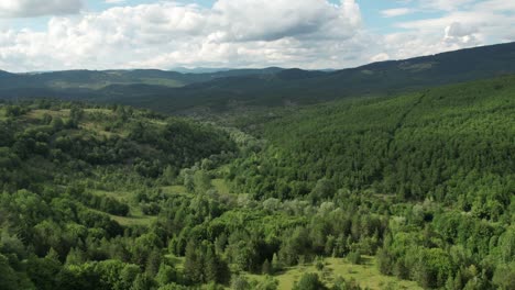 bosque de coníferas aéreo y cielo nublado