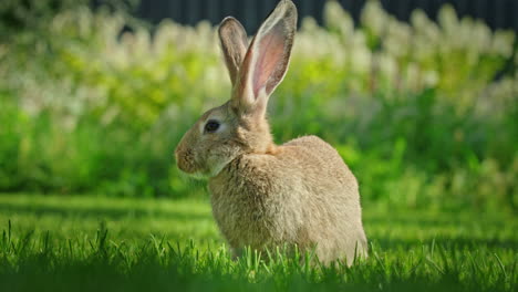 conejo en un jardín