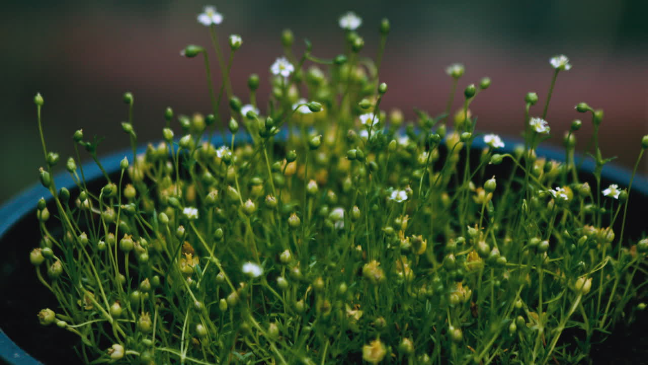 여름 동안 창 아래에서 자라는 꽃의 시간 경과