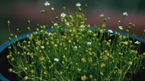 Zeitraffer-Von-Blumen,-Die-Im-Sommer-Unter-Dem-Fenster-Wachsen