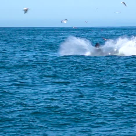 Enorme-Orca-Orca-Violar-En-El-Océano-Pacífico,-Cerca-De-Las-Islas-Del-Canal-De-Santa-Bárbara,-California