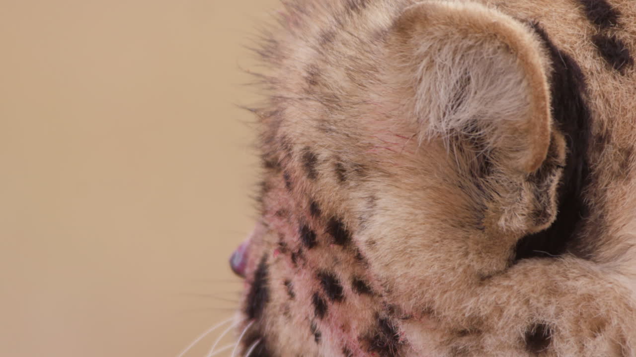 Extreme close up shot of a lone eyed cheetah's scanning