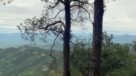 trees and foliage with a landscape view of kasauli in india