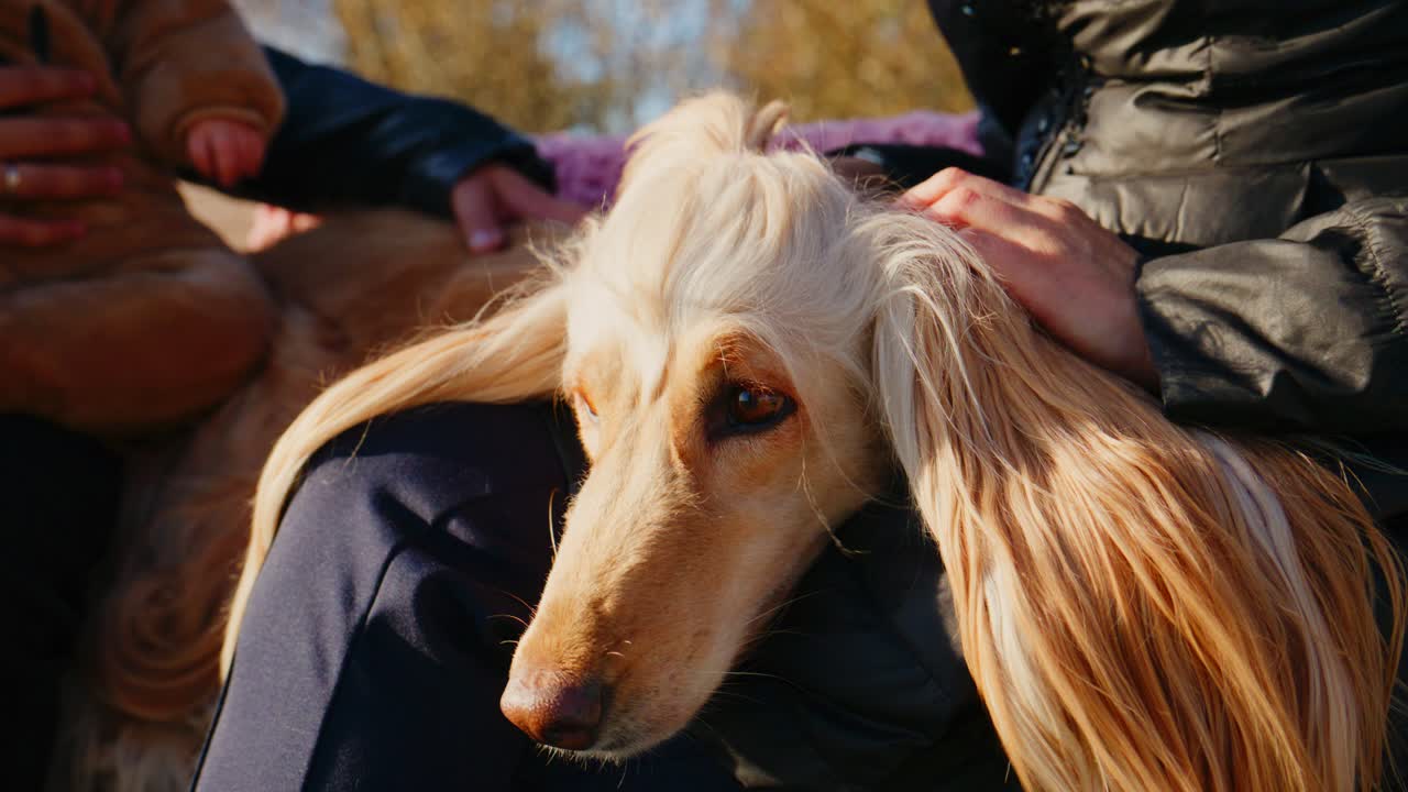 A Loving Bond: An Elegant Long-Haired Dog Resting Comfortably on Its Owner's Lap in the Warm Sunlight, Capturing a Moment of Affection and Companionship