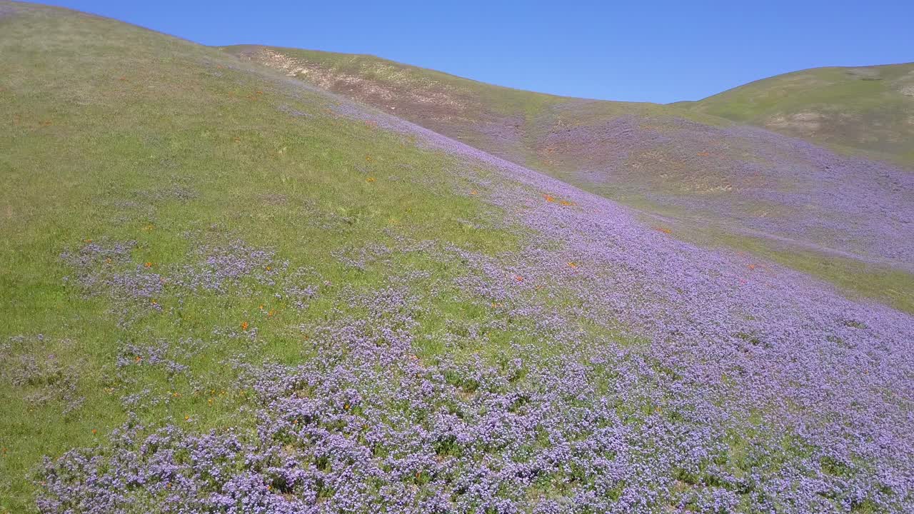una hermosa antena sobre vastos campos de lupino de california