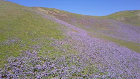 Una-Hermosa-Antena-Sobre-Vastos-Campos-De-Lupino-De-California