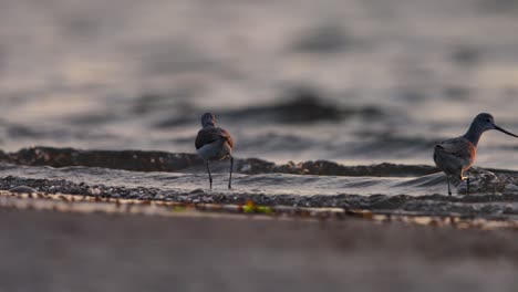 Pair-of-common-greenshanks-use-bills-to-forage-in-shallows-of-beach,-telephoto