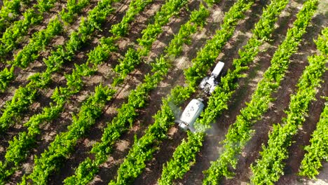 Antenne:-Kleiner-Traktor-Zwischen-Weinreben-Und-Weinbergen