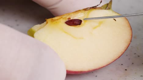 extreme close-up of a gloved hand using a tool to extract seeds from an apple slice under bright lighting