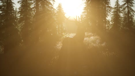 Deer-Male-in-Forest-at-Sunset