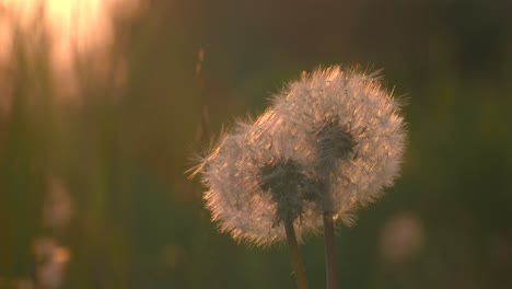 el diente de león al atardecer