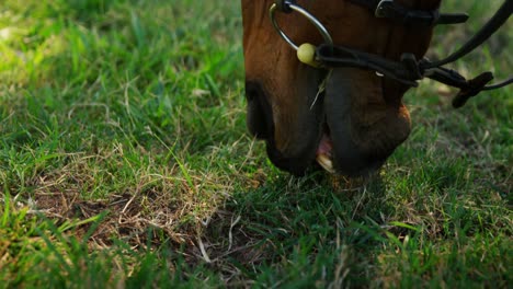 close-up of horse grazing grass in ranch 4k