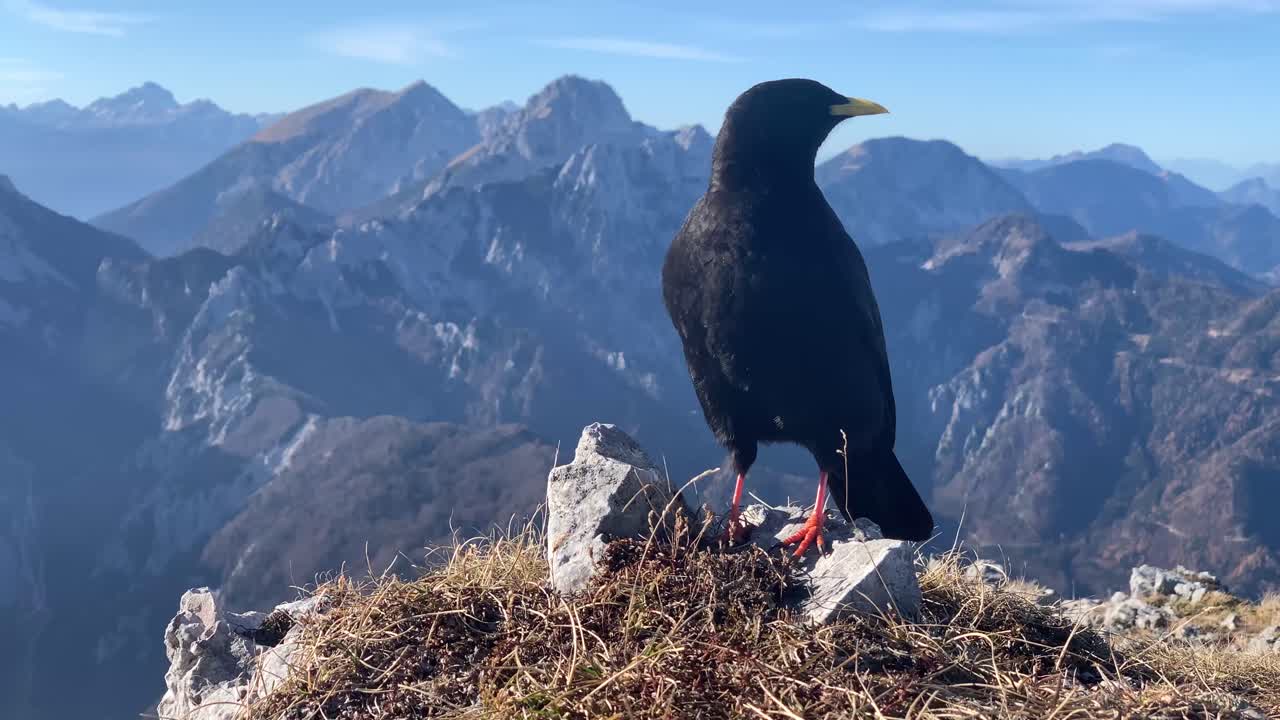 el mirlo común se sienta en la cima de la montaña y se muestra