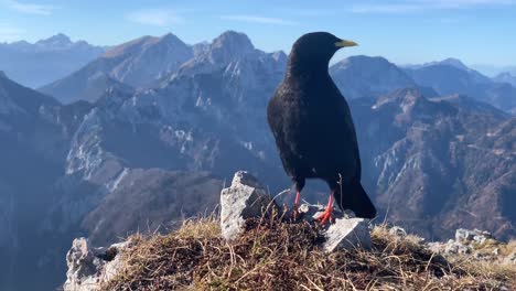 el mirlo común se sienta en la cima de la montaña y se muestra