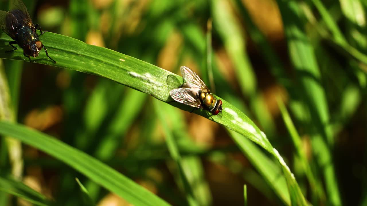 Video macro di una mosca sull'erba