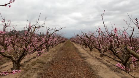 hileras de cerezos que florecen en el clima primaveral