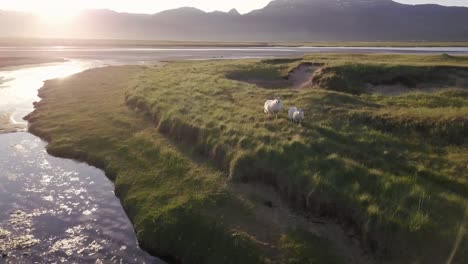 aerial footage of sheep in the grass next to river during sunny summer in snaefellsness peninsula, iceland