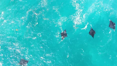 vista de avión no tripulado de rayas manta nadando en aguas azules claras en la playa rota, nusa penida, bali