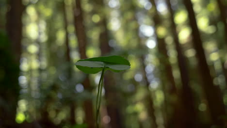 Tree-sapling-surrounded-in-forest-with-tall-Redwoods,-zoom-in
