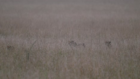 Cheetahs-poised-to-attack-their-prey-at-Masai-Mara-in-Kenya