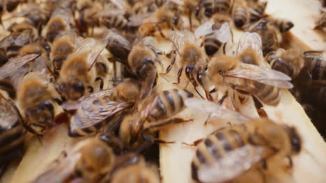 bees working on honeycomb in the hive.