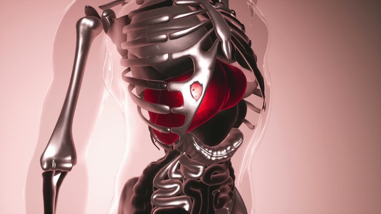 modelo de hígado humano con todos los órganos y huesos