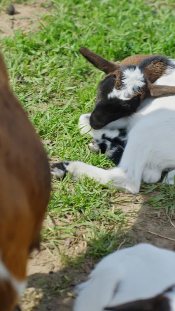 Goats resting peacefully on green grass under the sun, calm and serene mood