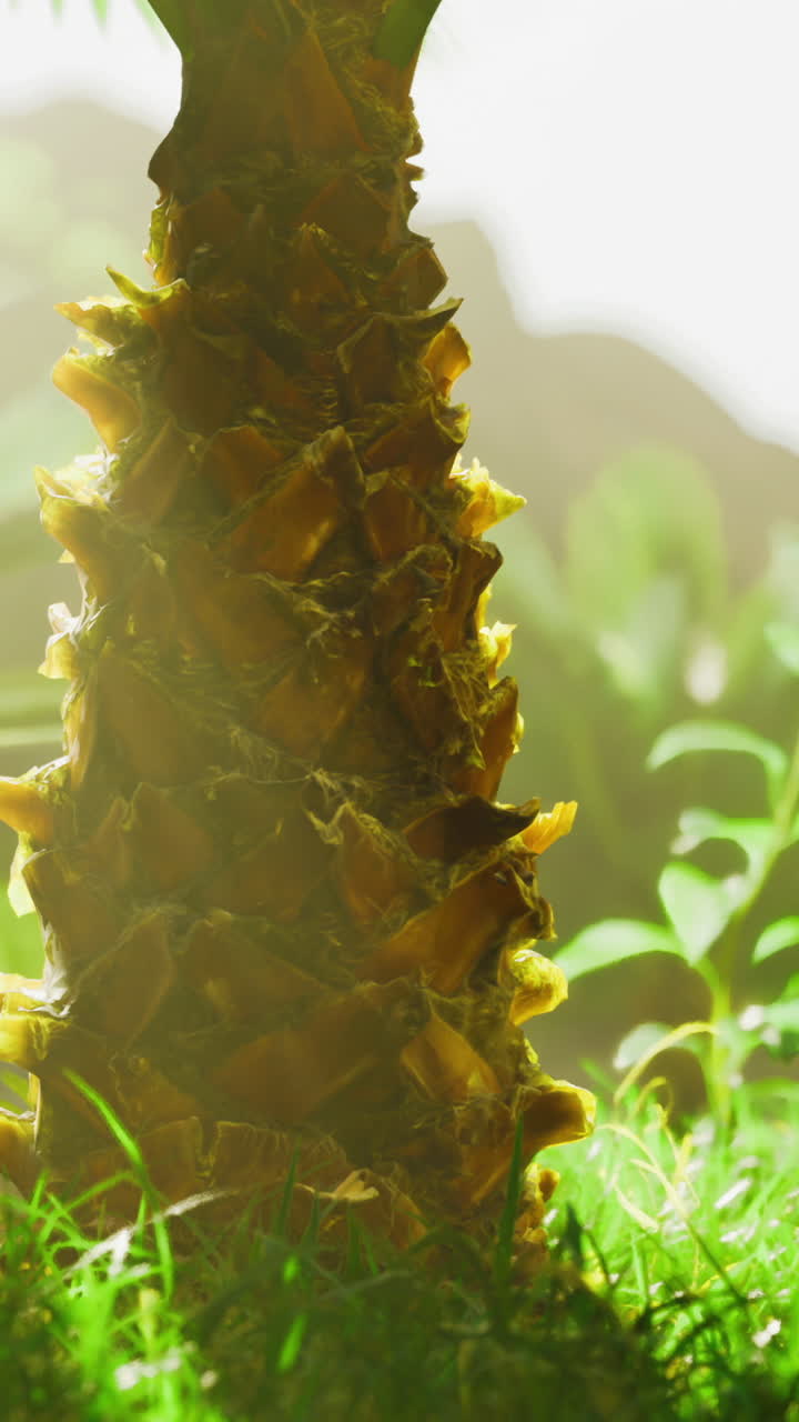 Pineapple plant growing in lush tropical garden with sunlight filtering through