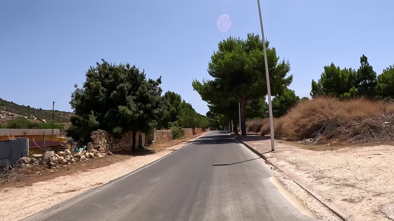 Sunny Road Lined with Trees