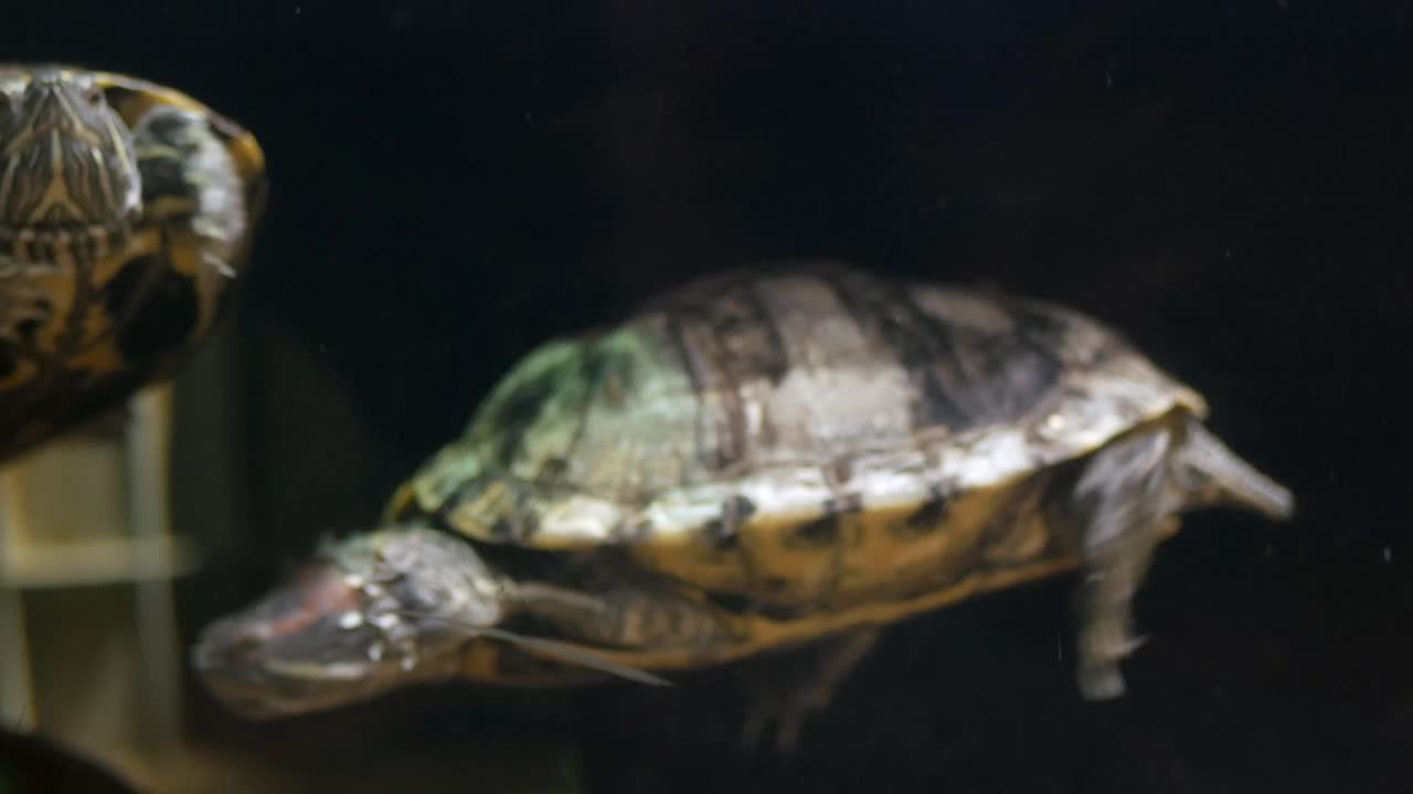 Turtles in an Aquarium