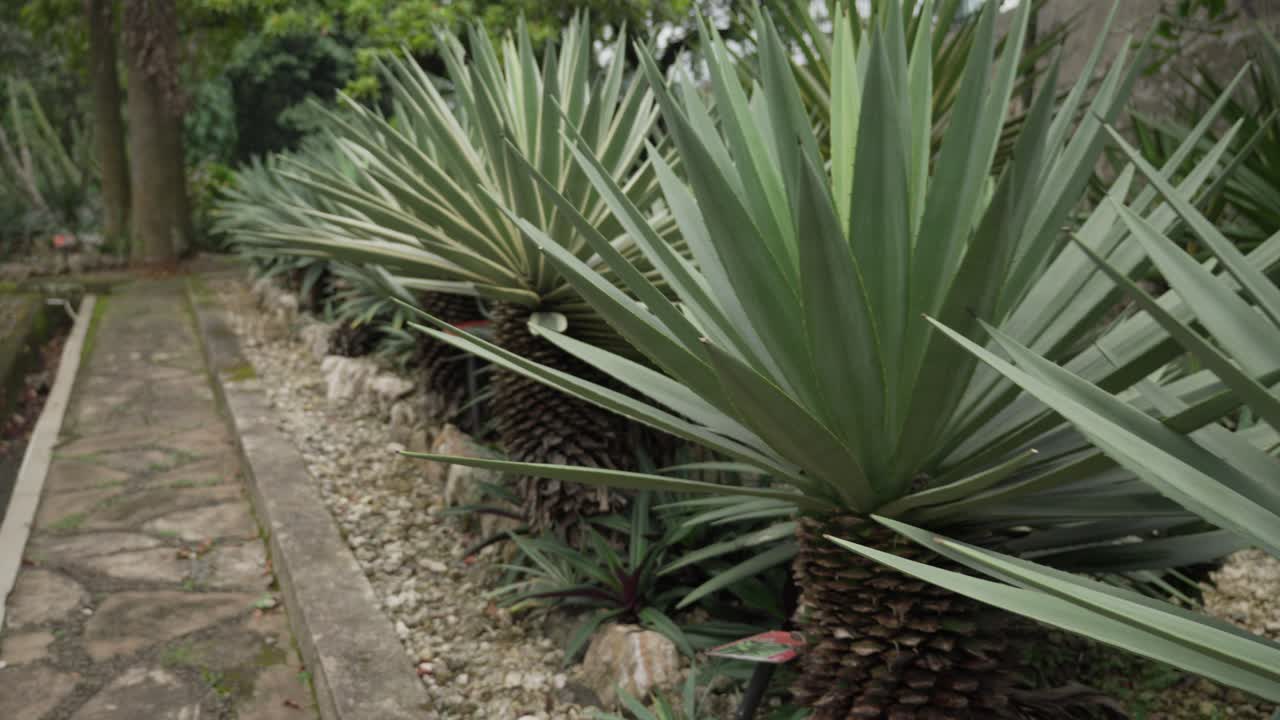 Several Agave Palm Plants Aligned Along Walkway In Botanical Garden, Row Of Plants