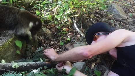 Macho-Alimentando-Coatí-De-Nariz-Blanca-En-El-Sendero-Del-Volcán-Barú,-Provincia-De-Panamá-Chiriquí