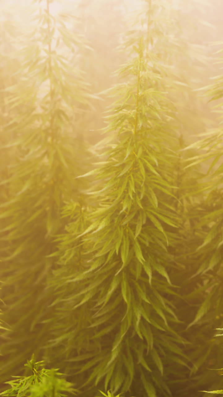 Foresta nebbiosa illuminata dal sole